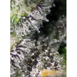 Green Poison XL Auto. Photo 2